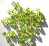 50 6mm Faceted Olivine AB Firepolish Beads